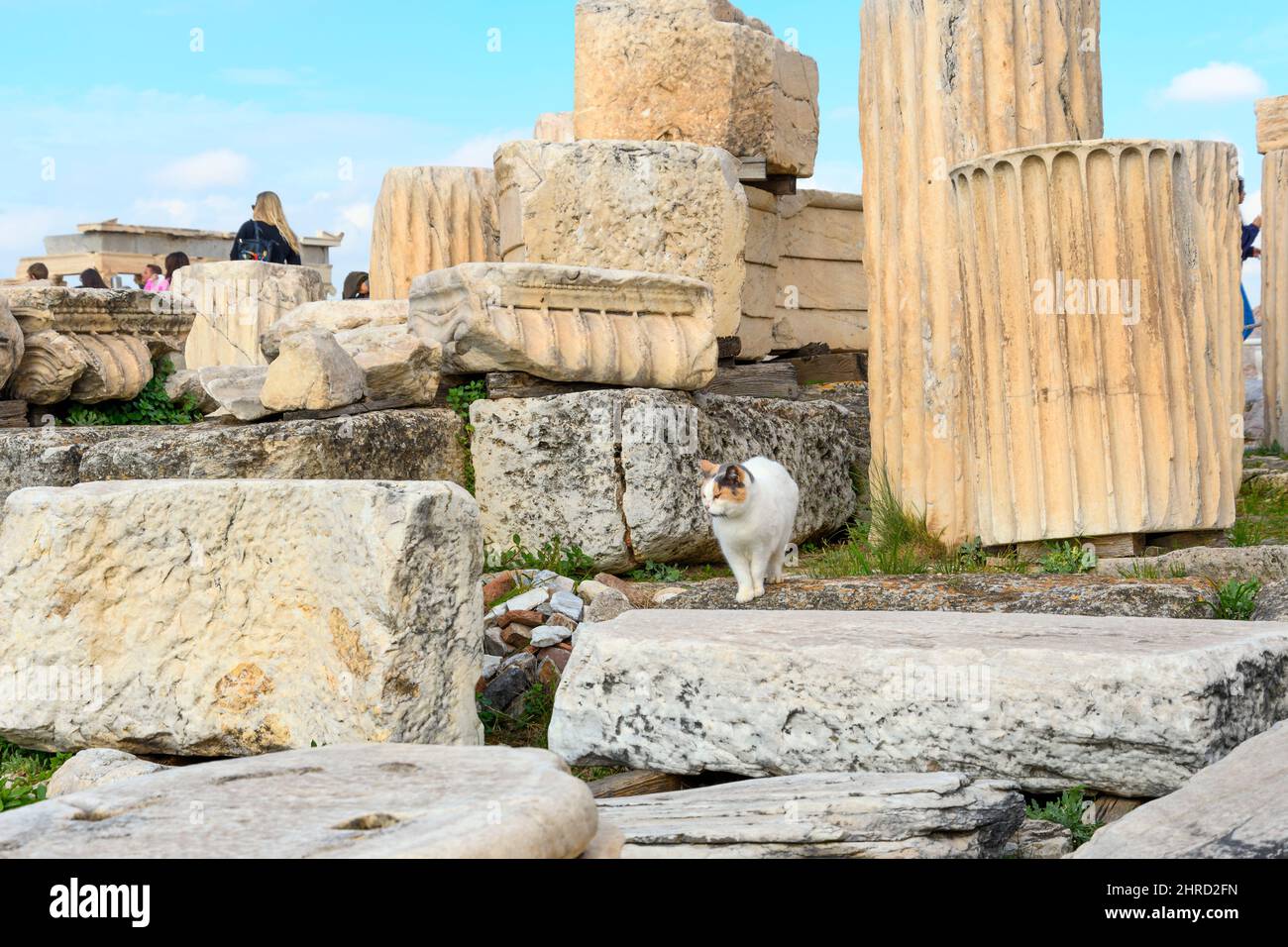 Un chat errant se promène à travers les ruines et les colonnes anciennes du Parthénon, sur la colline de l'Acropole, à Athènes, en Grèce. Banque D'Images