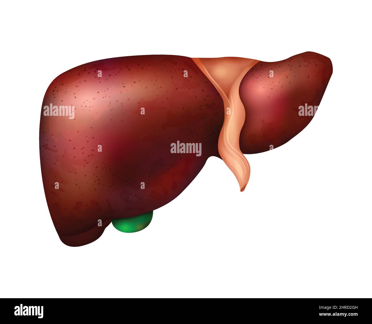 Composition réaliste du foie des organes internes humains avec image isolée du foie sain sur fond vierge illustration du vecteur Illustration de Vecteur