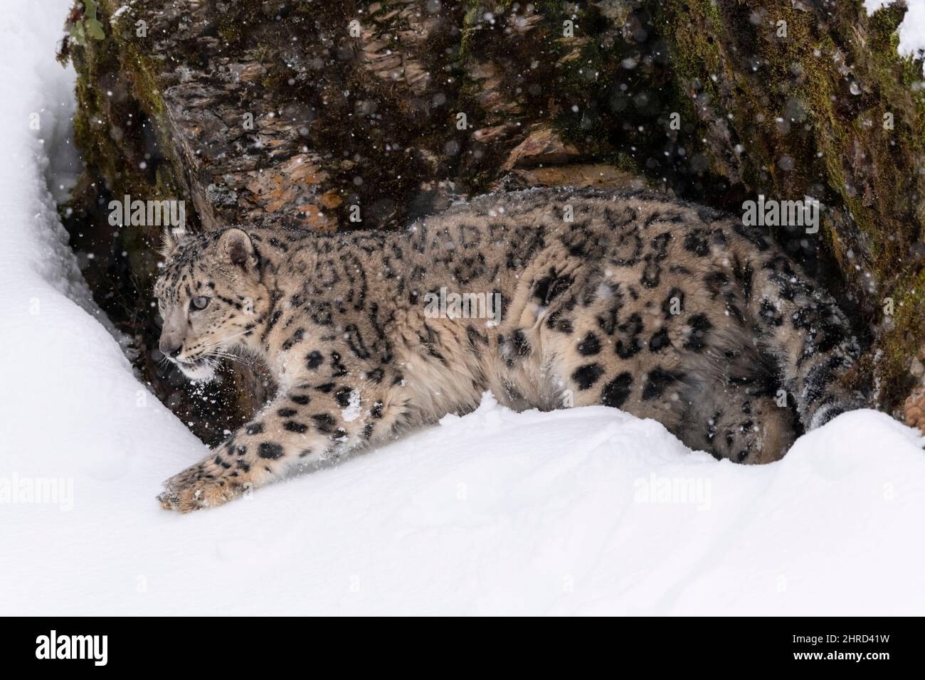 Léopard des neiges ; Panthera uncia ; hiver ; Grand chat Banque D'Images