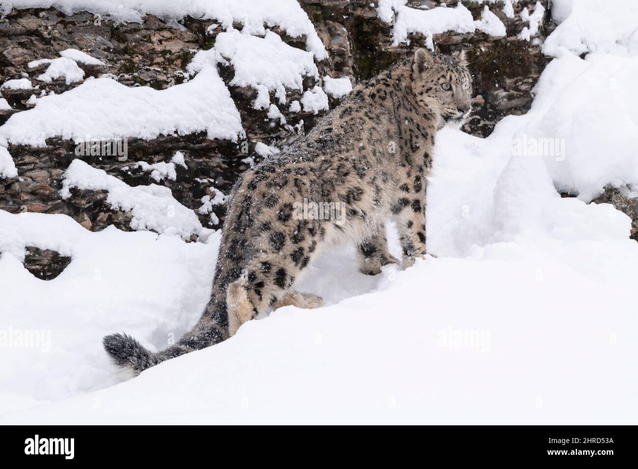 Léopard des neiges ; Panthera uncia ; hiver ; Grand chat Banque D'Images