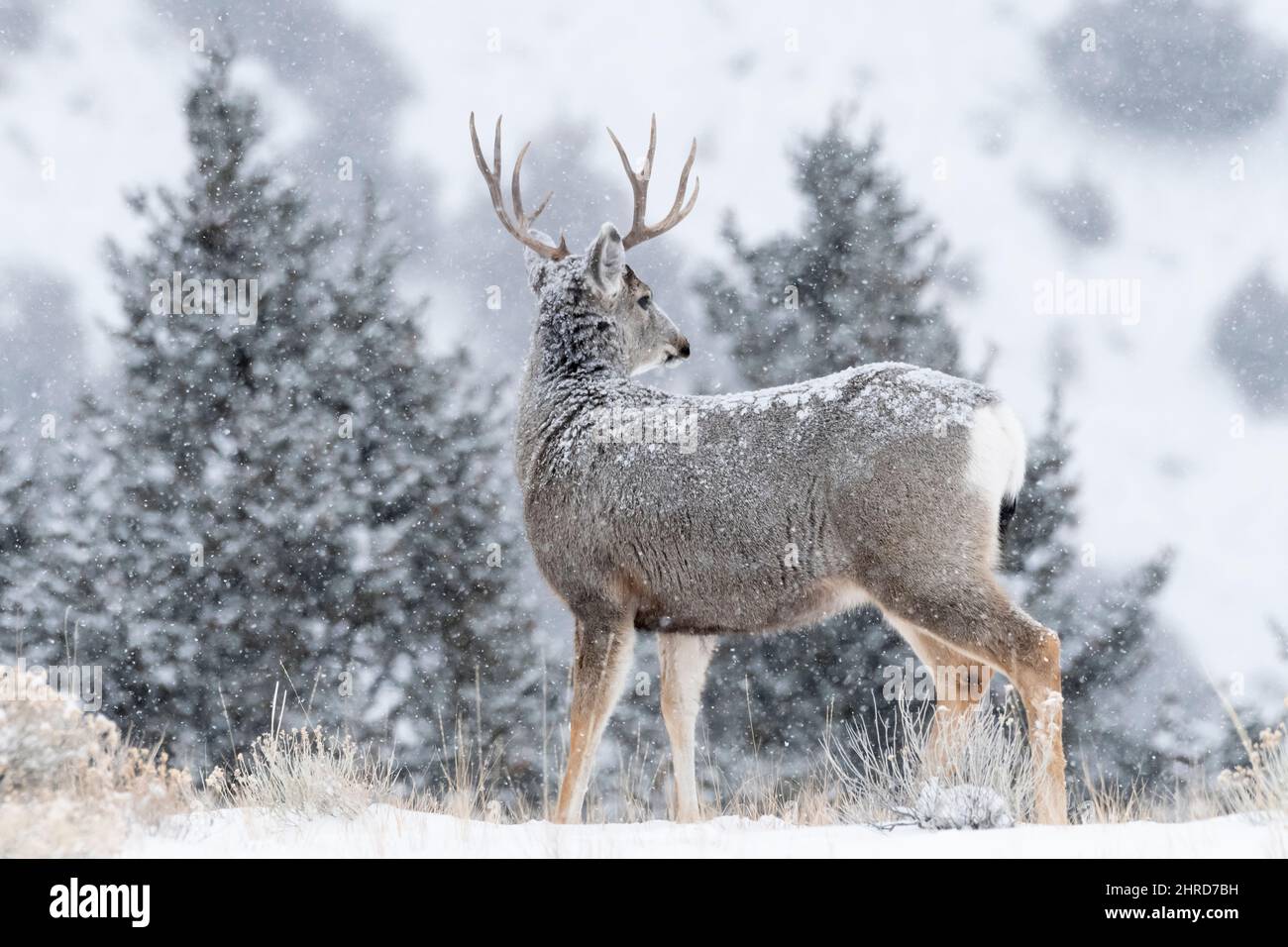 Mule Deer, Montana, hiver, chute de neige Banque D'Images