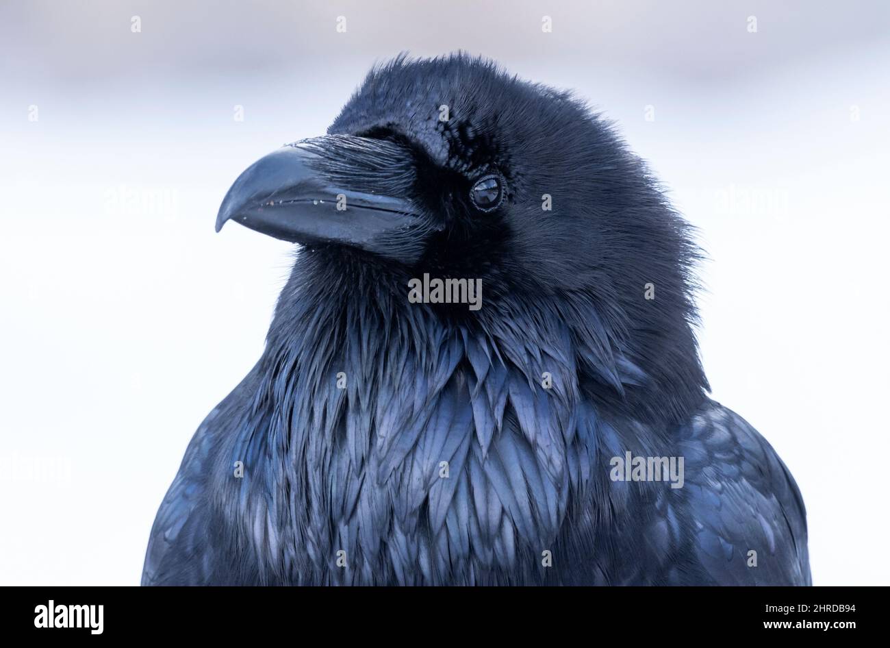 Corvidé Noir Et Bleu En 4 Lettres Oiseau corvide Banque de photographies et d’images à haute résolution