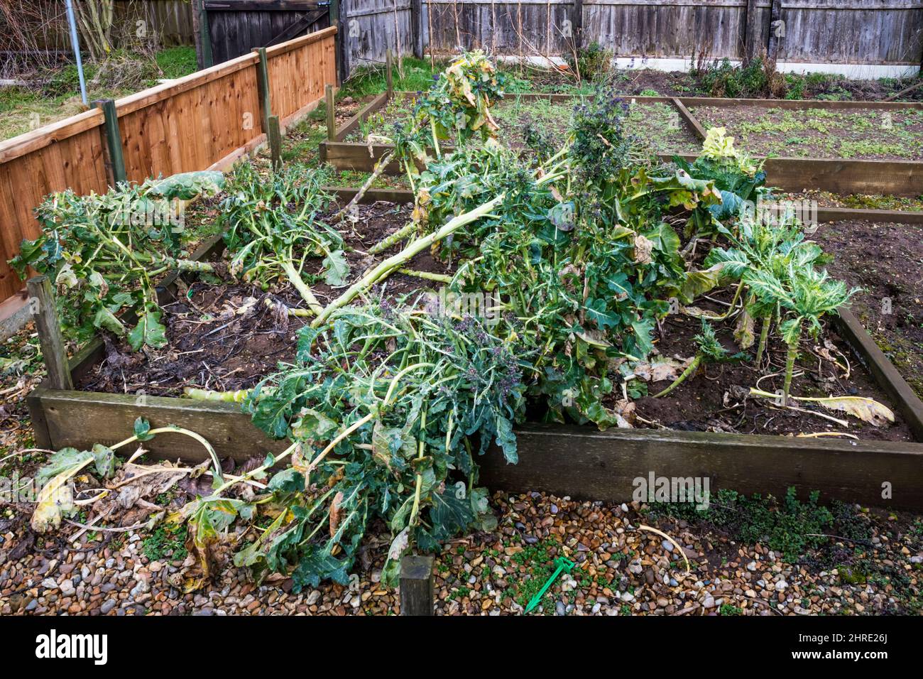 Brocoli pourpre hâtif qui a été soufflé par les tempêtes d'hiver. Banque D'Images