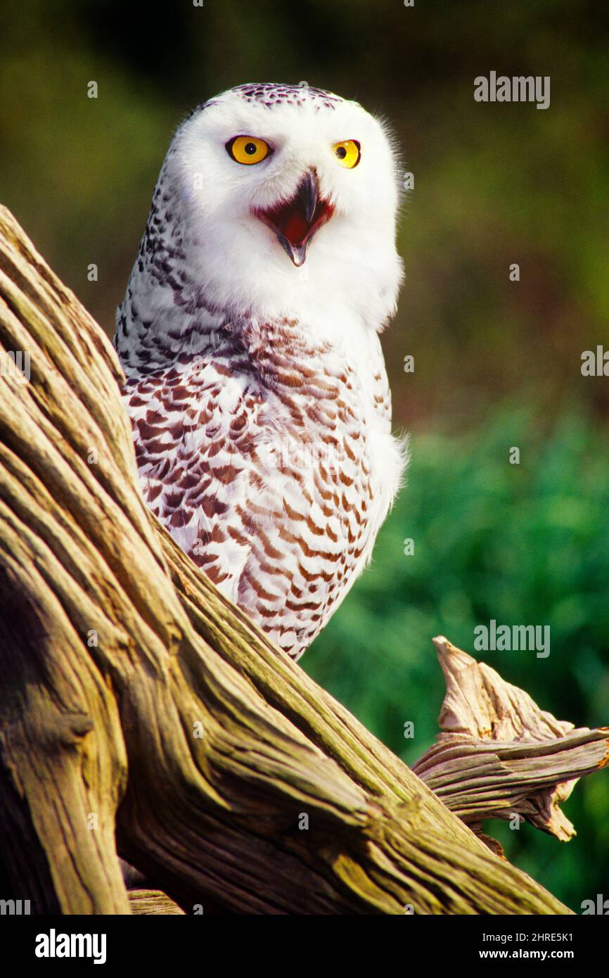 2000S CHEVÊCHE DES NEIGES BUBO SCANDIACUS AUSSI APPELÉE CHEVÊCHE POLAIRE DE L'ARCTIQUE OU CHOUETTE BLANCHE PERCHÉE SUR LA SOUCHE D'ARBRE - PLUMAGE DE KB31918 RSS001 HARS Banque D'Images