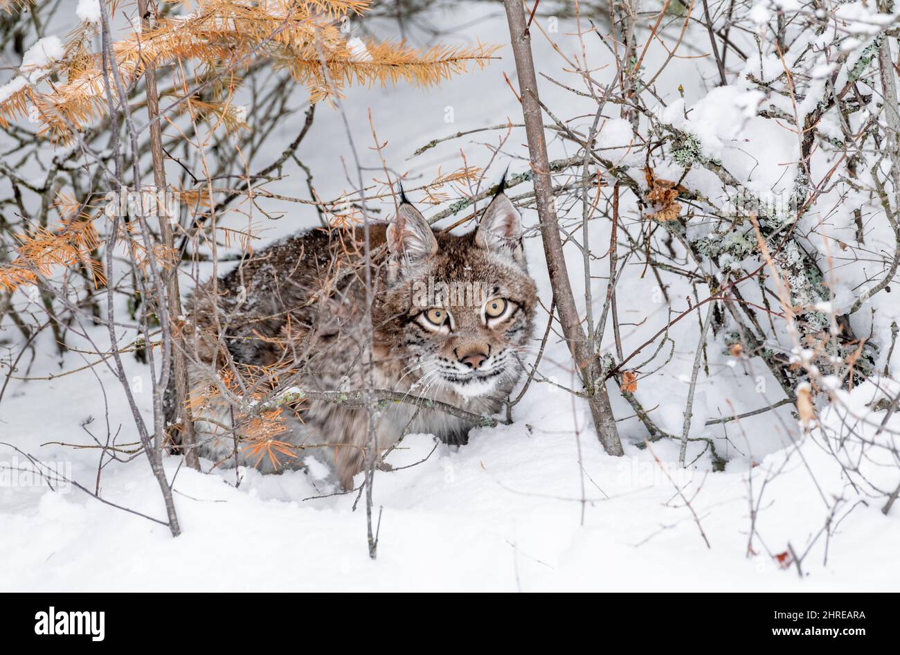 Lynx sibérien; Lynx lynx wrangeli; Asie Banque D'Images