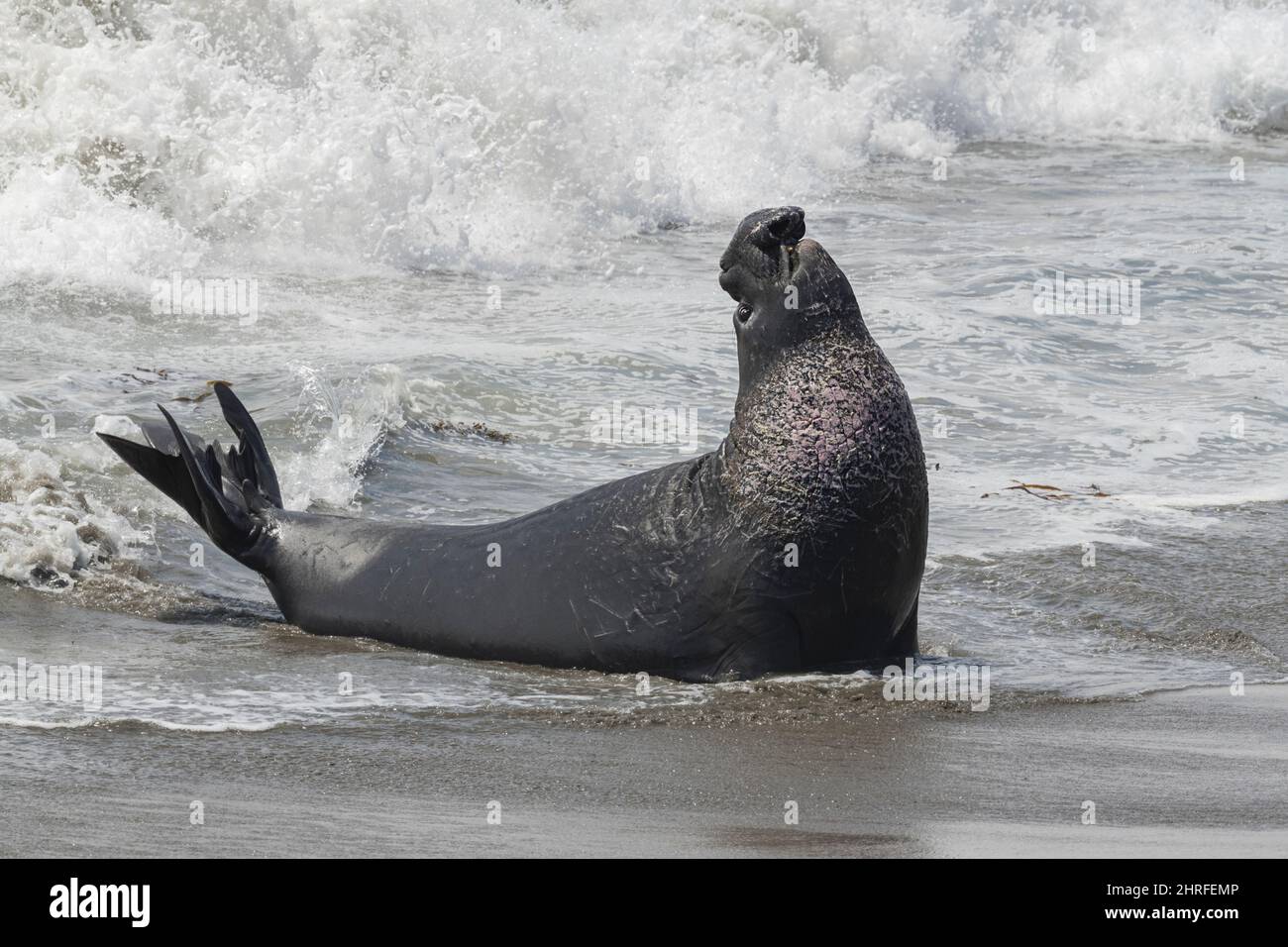 Phoque d'éléphant du nord, Mirounga angustirostris, homme en surf, Piedras Blancas, près de San Simeon, Californie, États-Unis ( Océan Pacifique de l'est ) Banque D'Images