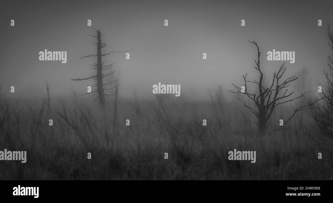 Brouillard dense dans les hauts fens. À l'aube, seules les silhouettes des arbres sont visibles Banque D'Images