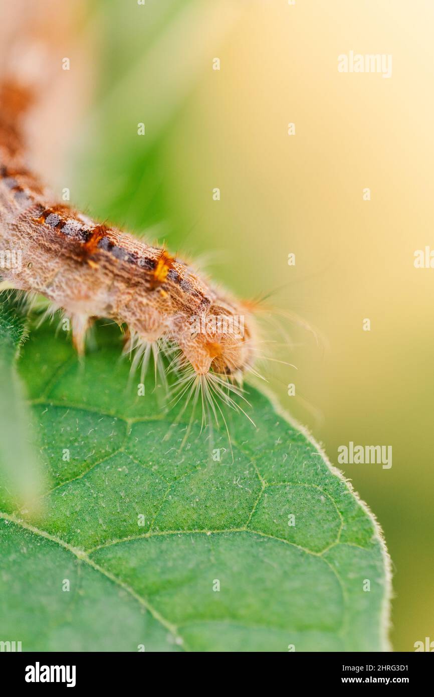Photo macro peu profonde d'une chenille à fourrure dessinant sur un congé vert Banque D'Images