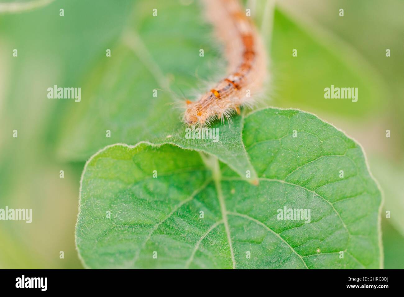 Photo macro peu profonde d'une chenille à fourrure dessinant sur un congé vert Banque D'Images