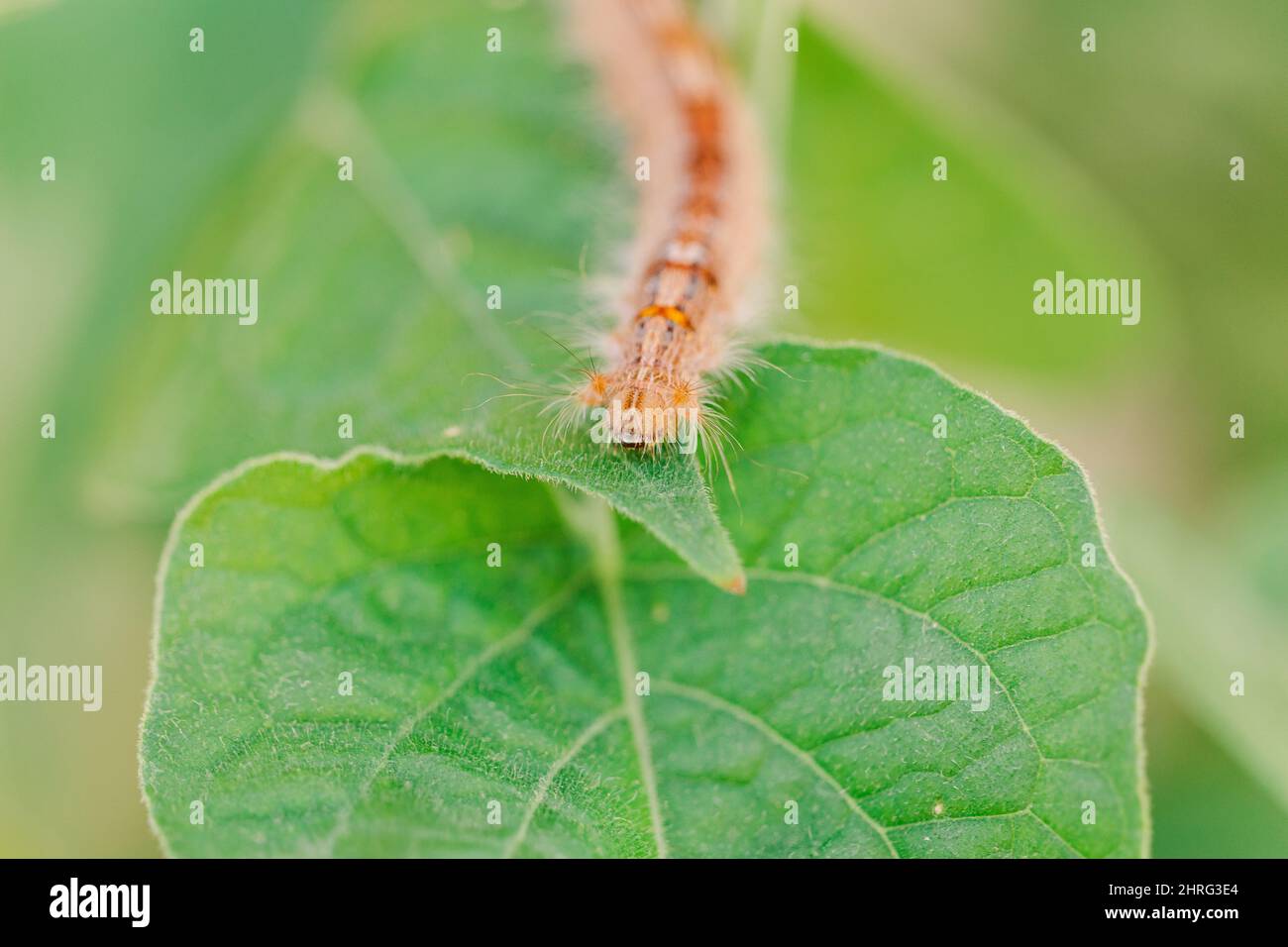Photo macro peu profonde d'une chenille à fourrure dessinant sur un congé vert Banque D'Images