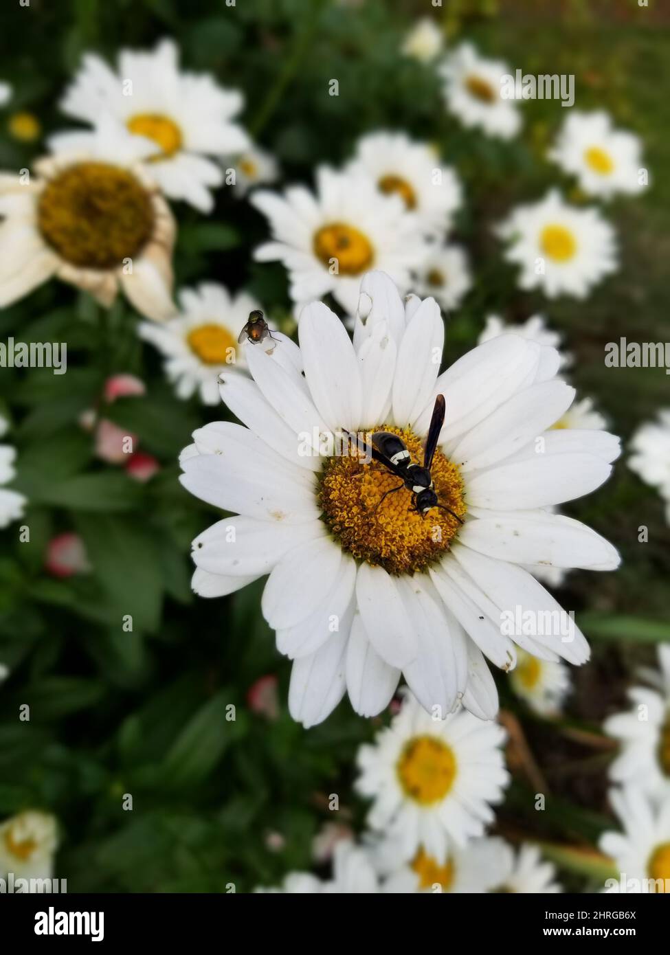 Gros plan d'une guêpe de maçon à quatre dents sur une fleur de pâquerette commune dans le jardin Banque D'Images