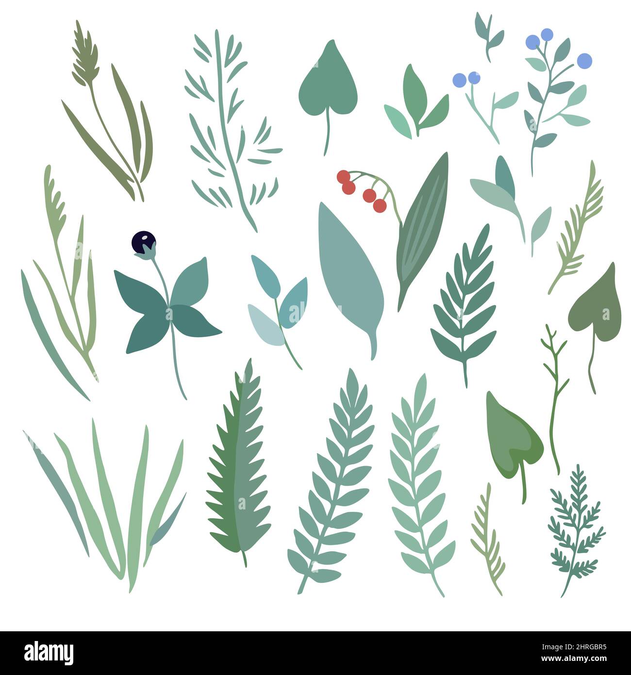 Ensemble de plantes forestières sauvages. Illustration vectorielle minimaliste dessinée à la main. Illustration de Vecteur
