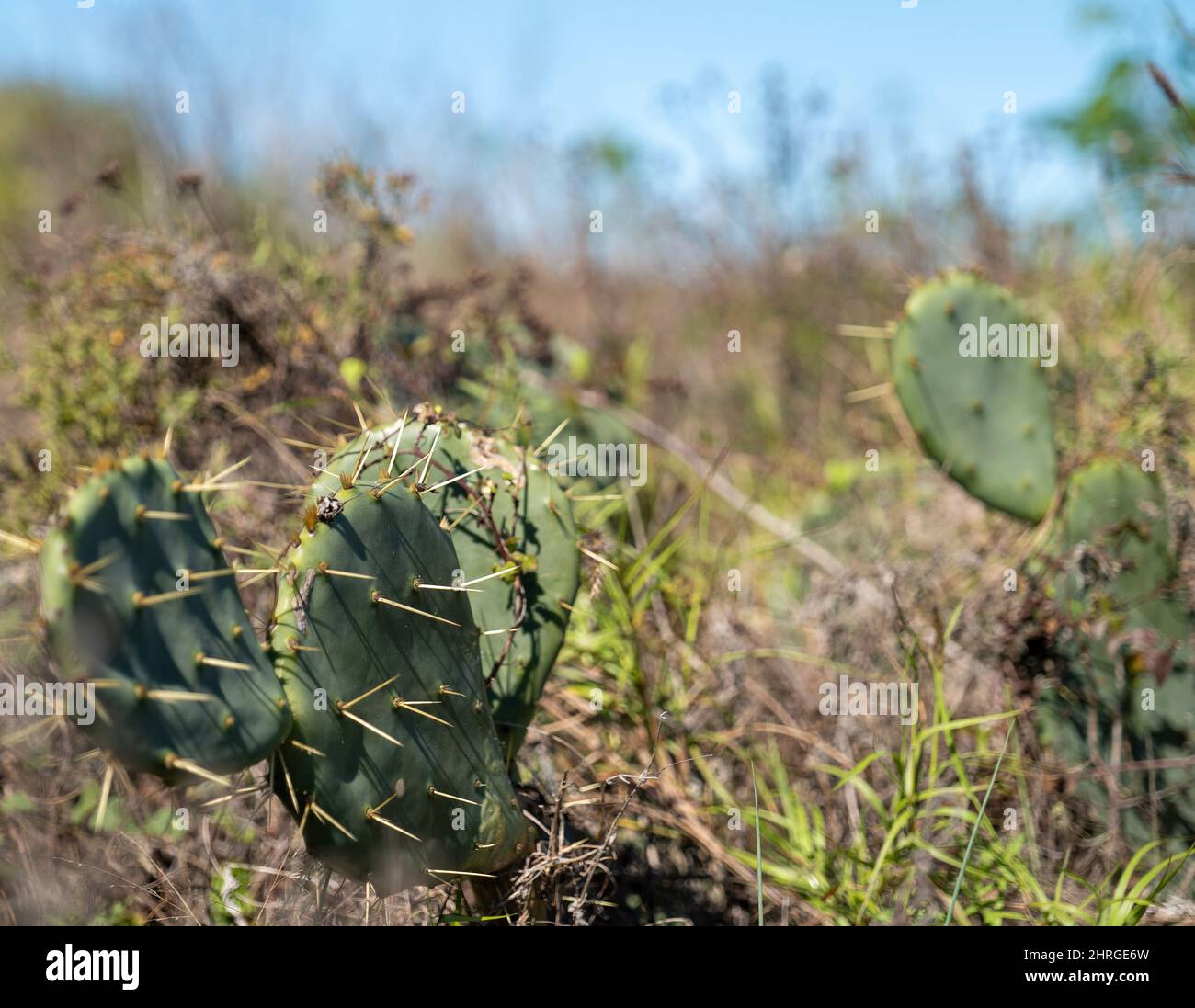 Plantes de cactus vivantes de près dans un cadre naturel sauvage avec un accent sélectif sur une journée ensoleillée avec ciel bleu. Banque D'Images
