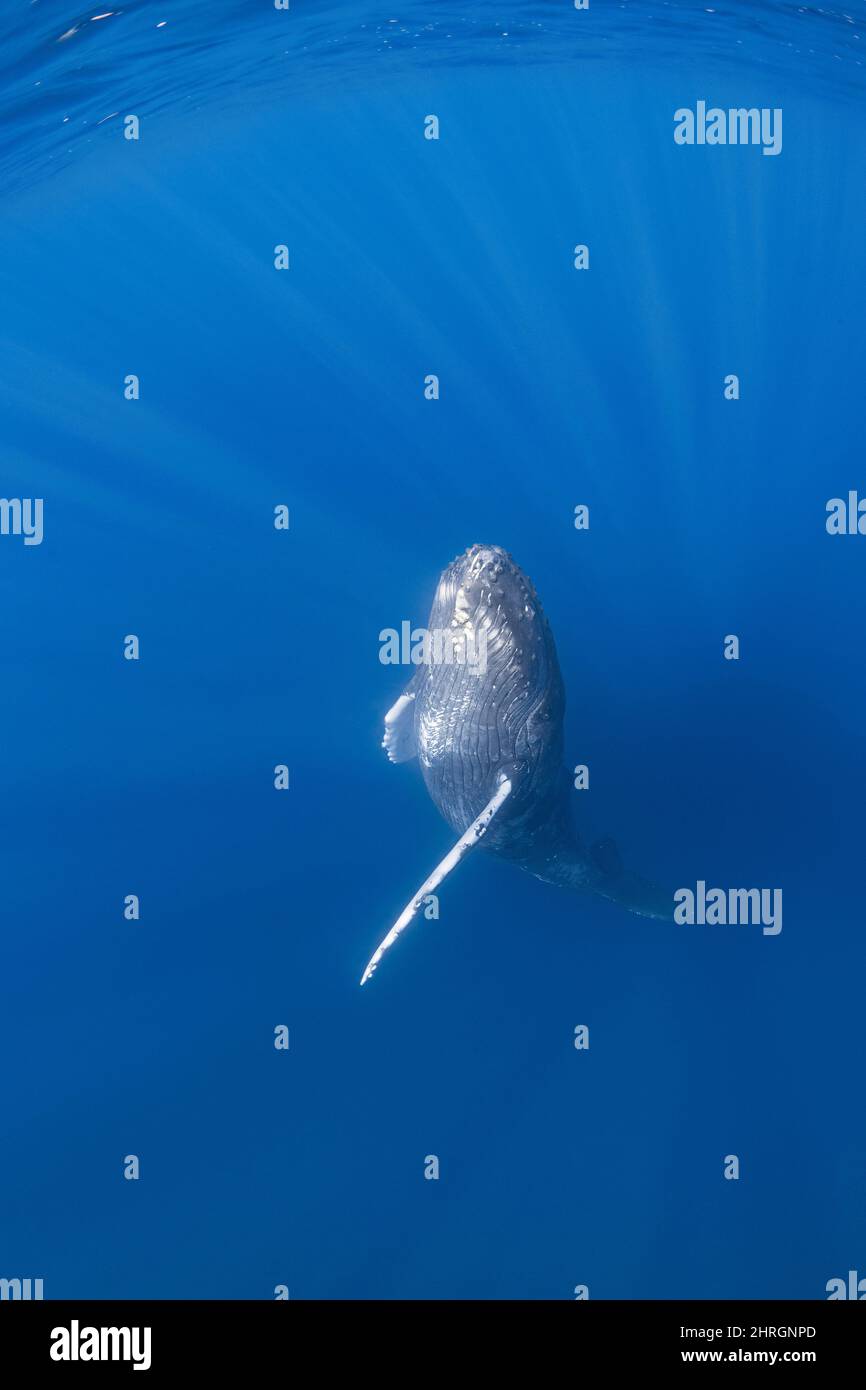 Curieuse baleine à bosse, Megaptera novaeangliae, qui remonte des profondeurs, Kona du Nord, Hawaii, États-Unis ( Central Pacific Ocean ) Banque D'Images