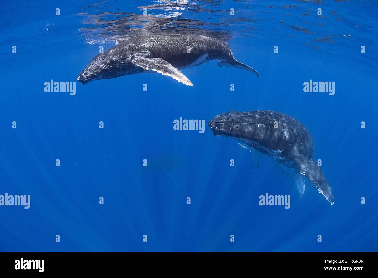 Baleines à bosse, Megaptera novaeangliae, mère et veau, Kohala, île d'Hawaï ( Big Island ), États-Unis ( Pacific ); coureurs arc-en-ciel, Elagatis bipinnulata Banque D'Images