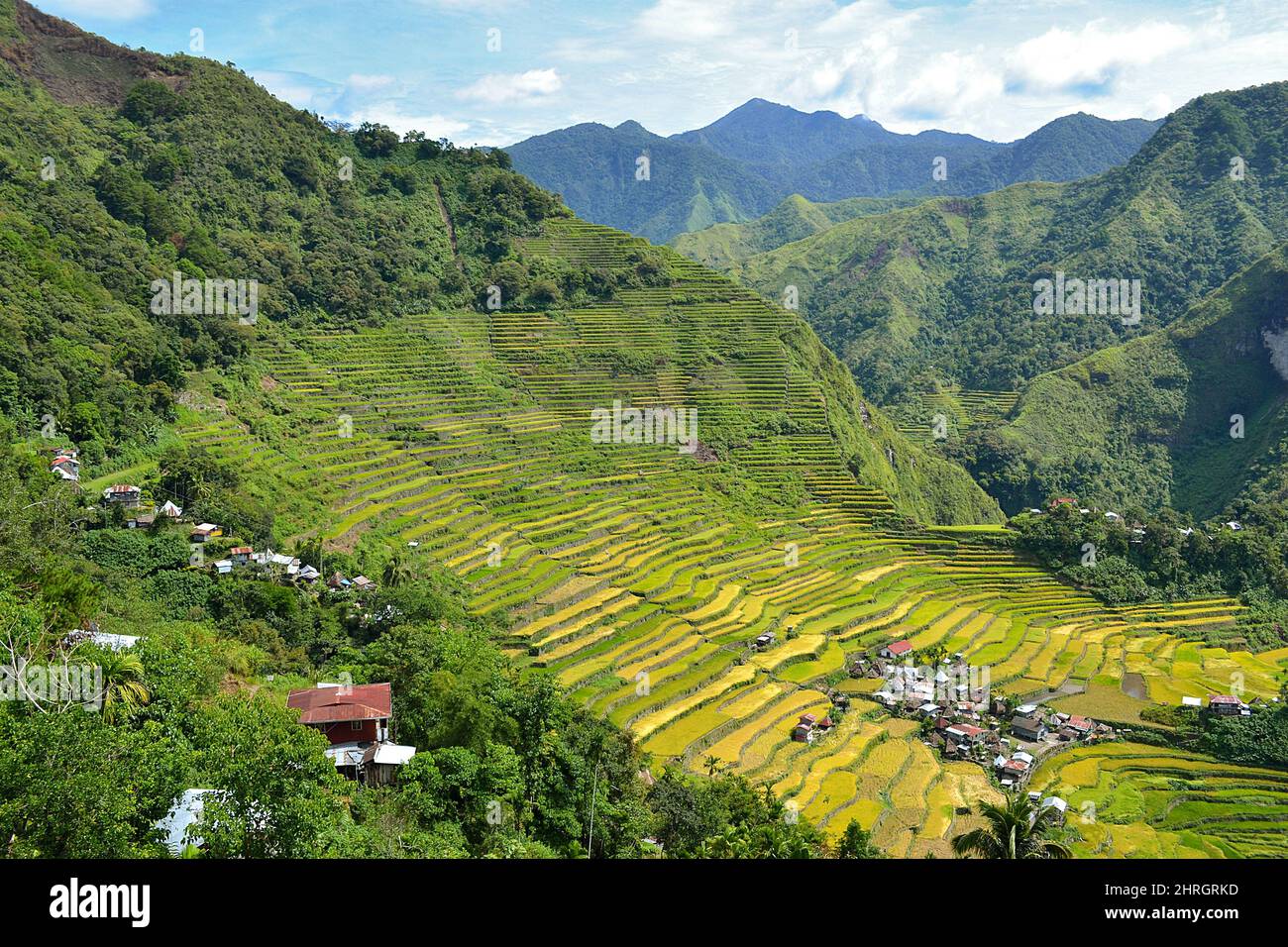 Terrasses de riz à Batad dans la province d'Ifugao, Luzon, patrimoine mondial. Banque D'Images