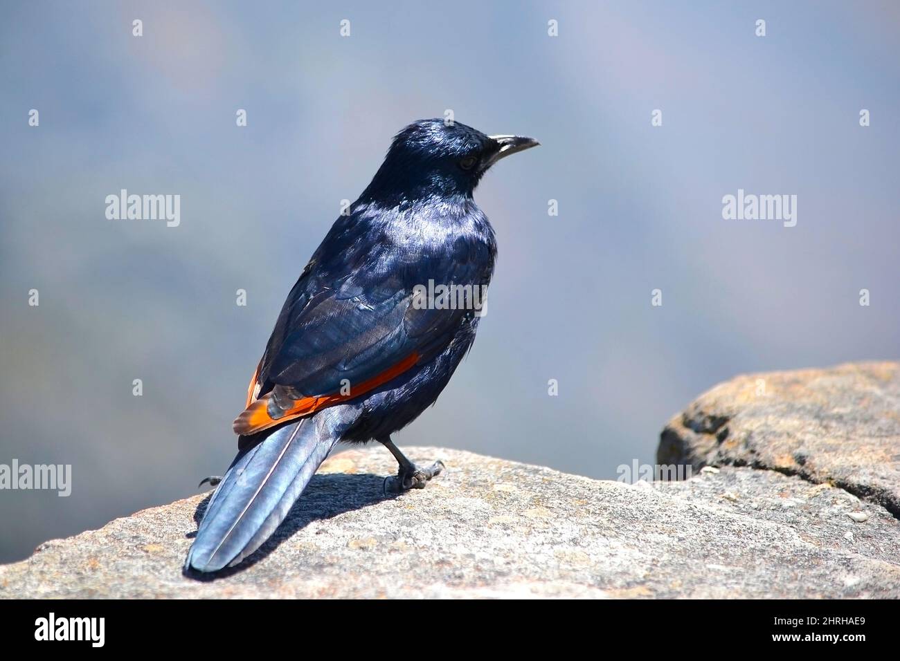 Étoiles à ailes rouges africaines (Onychognathus morio) perchées sur un rocher dans le parc national de Table Mountain, au-dessus du Cap. Vue arrière d'une partie des ailes rouges. S Banque D'Images