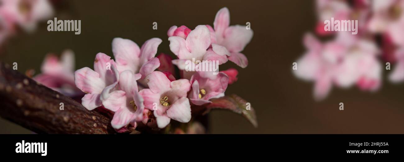 Panorama de Viburnum × bodnantense fleurs de 'Dawn' à la fin de l'hiver sur fond diffusé Banque D'Images