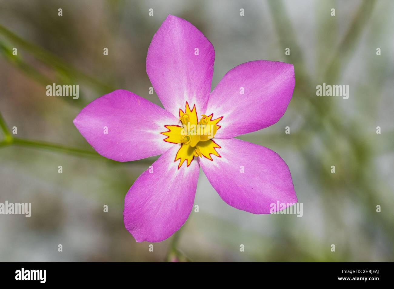 Rose de Plymouth a.k.a. fleur rose de marais (Sabatia stellaris), à proximité - Inverness, Floride, États-Unis Banque D'Images