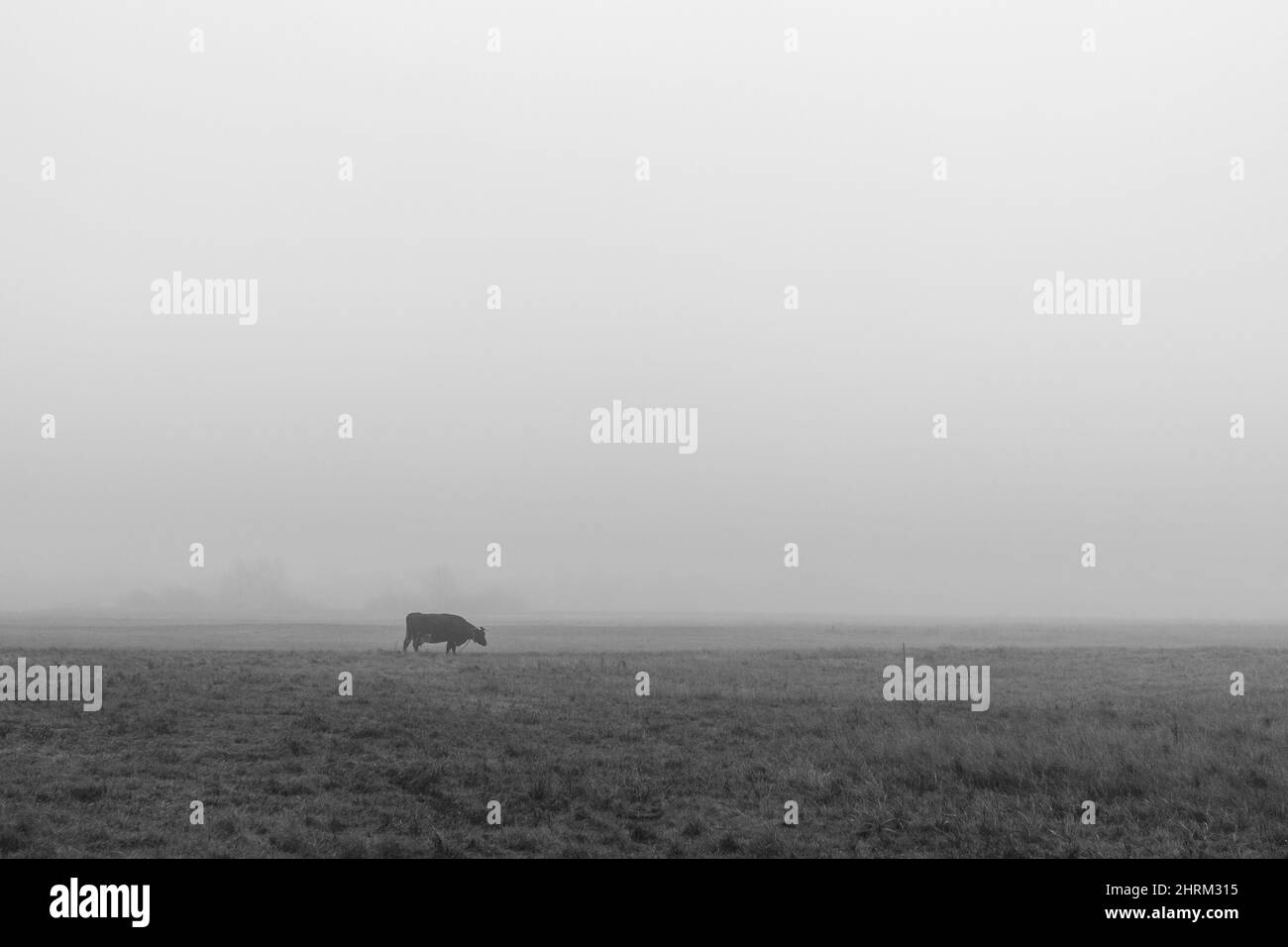 Vue sombre d'une vache dans le champ Banque D'Images