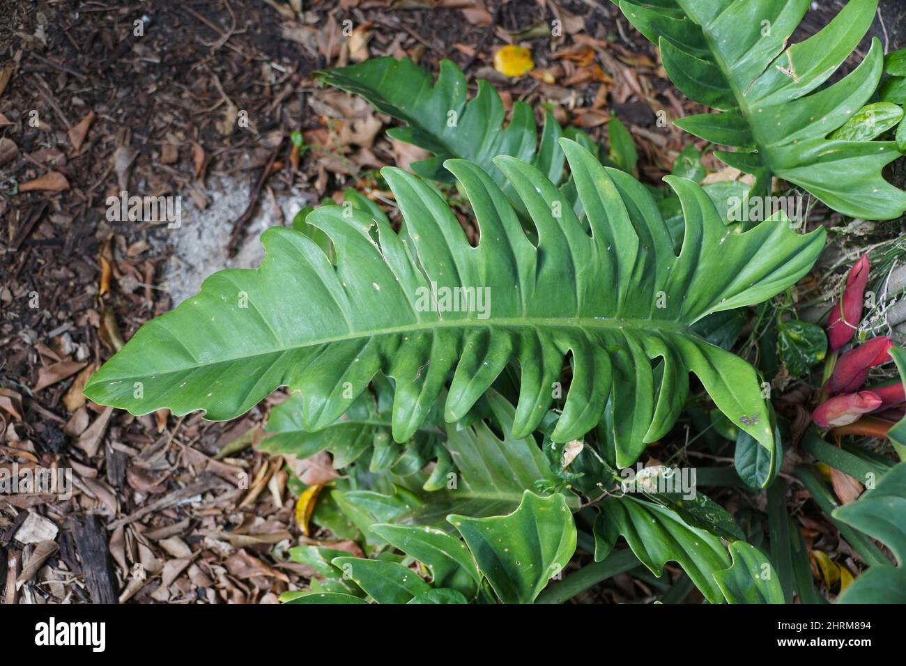 Une grande et mature feuilles de la jungle de Philodendron Boogie sur le sol Banque D'Images