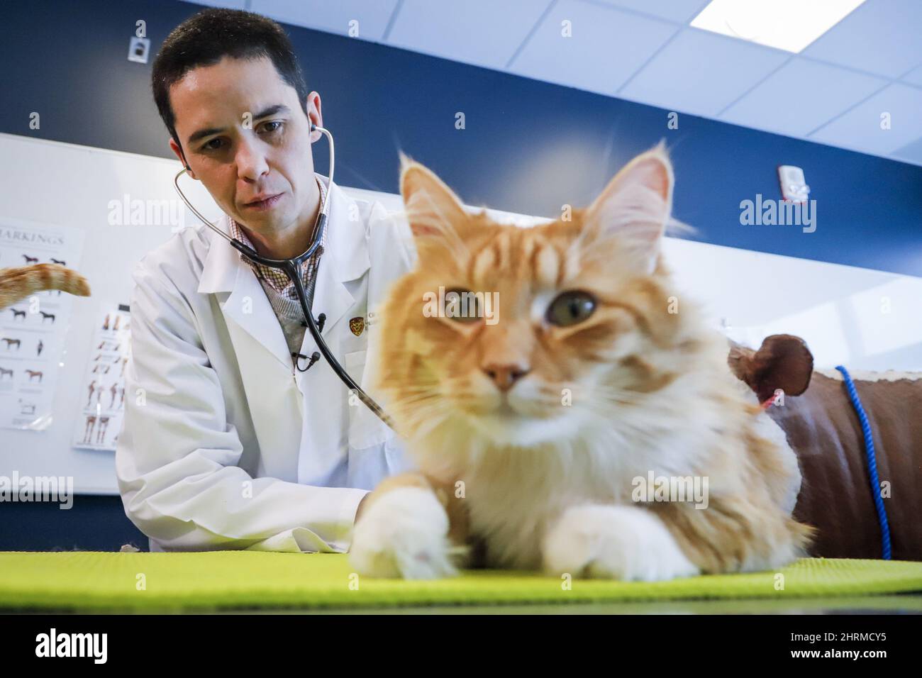 Le Dr Daniel Pang, professeur agrégé à la Faculté de médecine vétérinaire de l'Université de Calgary, et co-auteur d'une nouvelle étude à l'échelle de la grimace de Cat, examine Barney à Calgary, en Alberta, le vendredi 17 janvier 2020.THE CANADIAN PRESS/Jeff McIntosh Banque D'Images