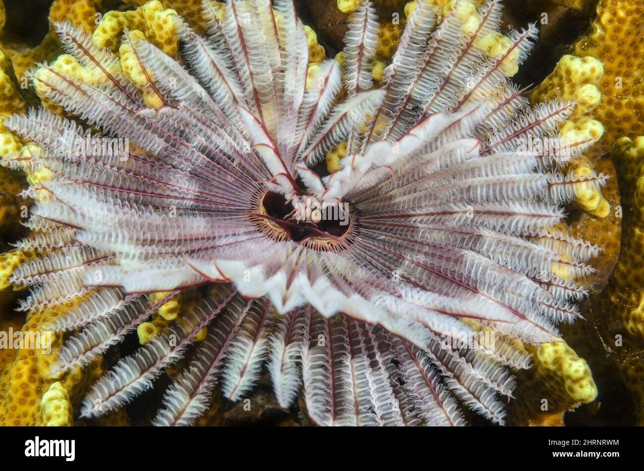 Ver plumeau, Sabellastarte sp. , Gilimanuk Bay, Bali, Indonésie, Pacifique Banque D'Images