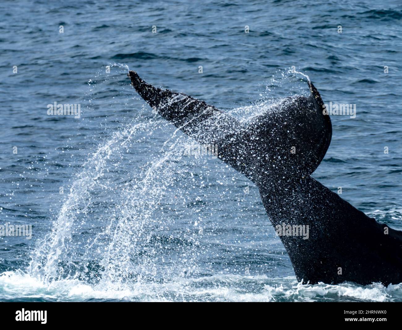 Une baleine à bosse, Megaptera novaeangliae, qui jette son fluke ou sa queue dans les airs au large de l'île de Géorgie du Sud, en Antarctique Banque D'Images