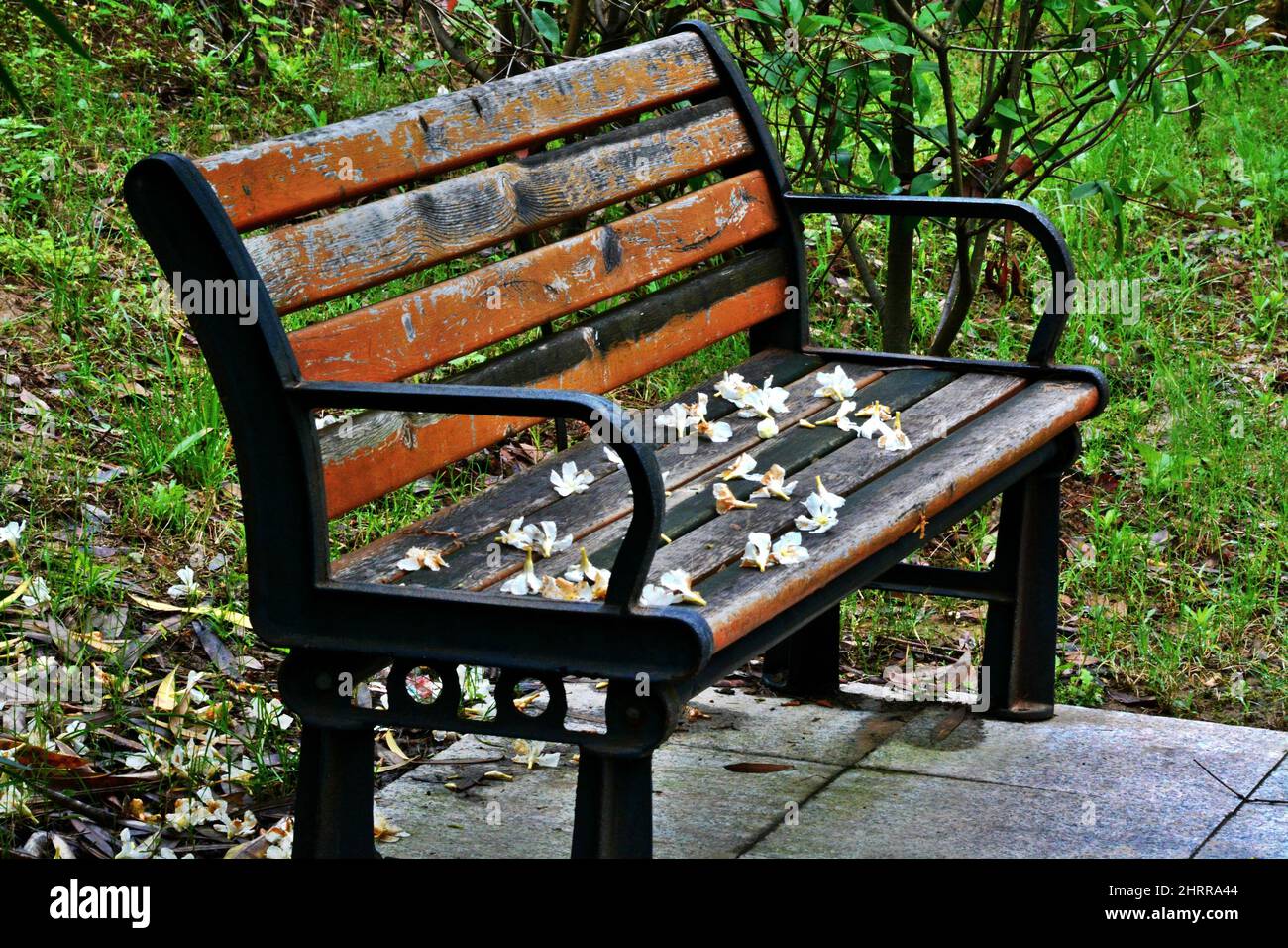 Sécher les têtes de fleurs sur un vieux banc en bois dans le parc vert un jour sombre Banque D'Images
