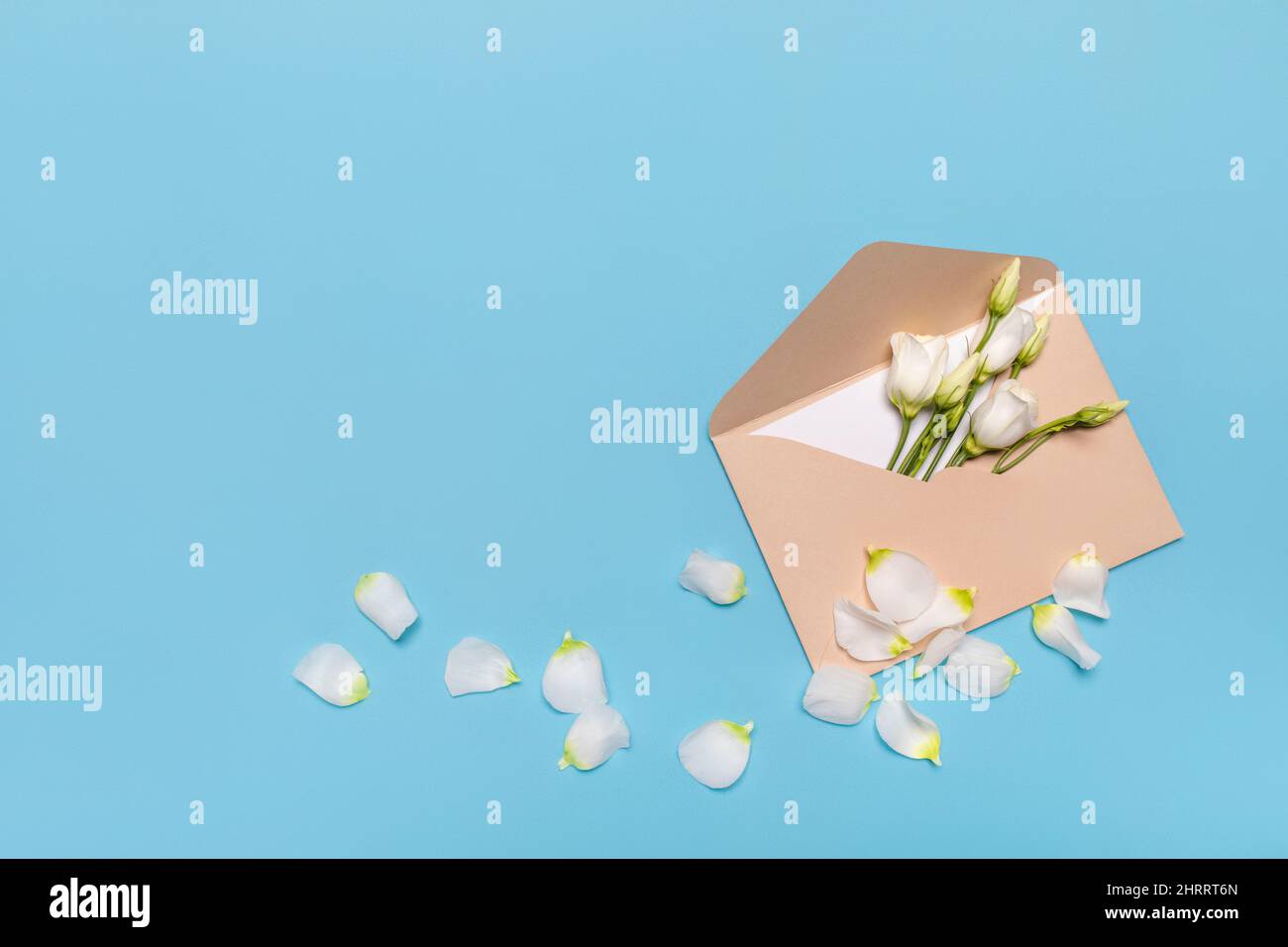 Fleur bud plat dans une enveloppe lisianthus ou eustoma, sur fond bleu pastel avec espace de copie. Concept de carte de vœux, de courrier et de félicitations Banque D'Images