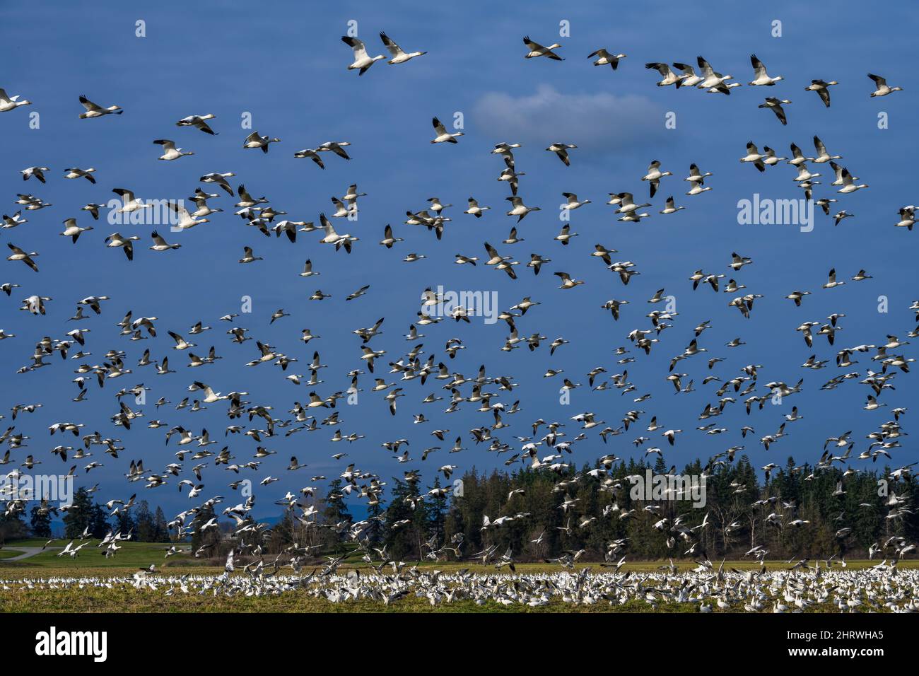 Grand troupeau d'oies des neiges migratrices volant sur un ciel nuageux d'hiver, comme un fond de nature Banque D'Images