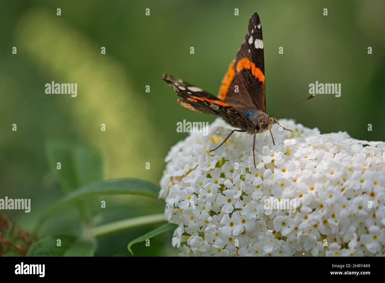 Gros plan d'un joli papillon sur une fleur Banque D'Images