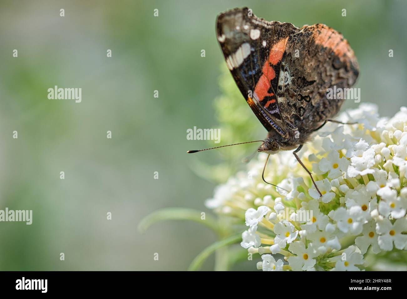 Gros plan d'un joli papillon sur une fleur Banque D'Images
