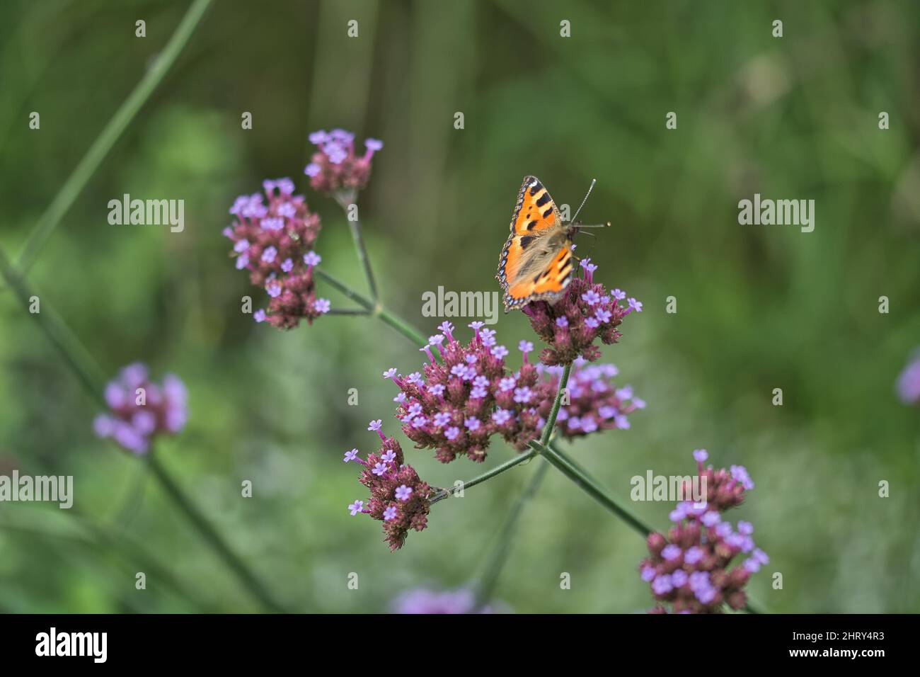 Gros plan d'un joli papillon sur une fleur Banque D'Images