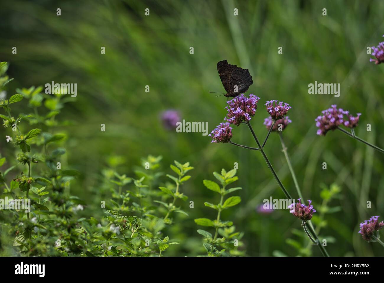 Gros plan d'un joli papillon sur une fleur Banque D'Images