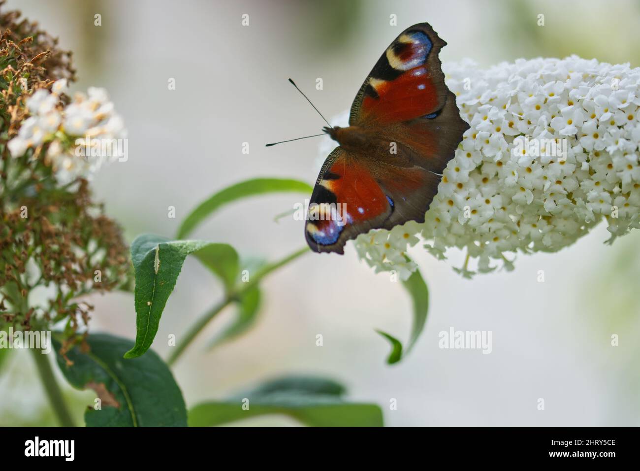Gros plan d'un joli papillon sur une fleur Banque D'Images
