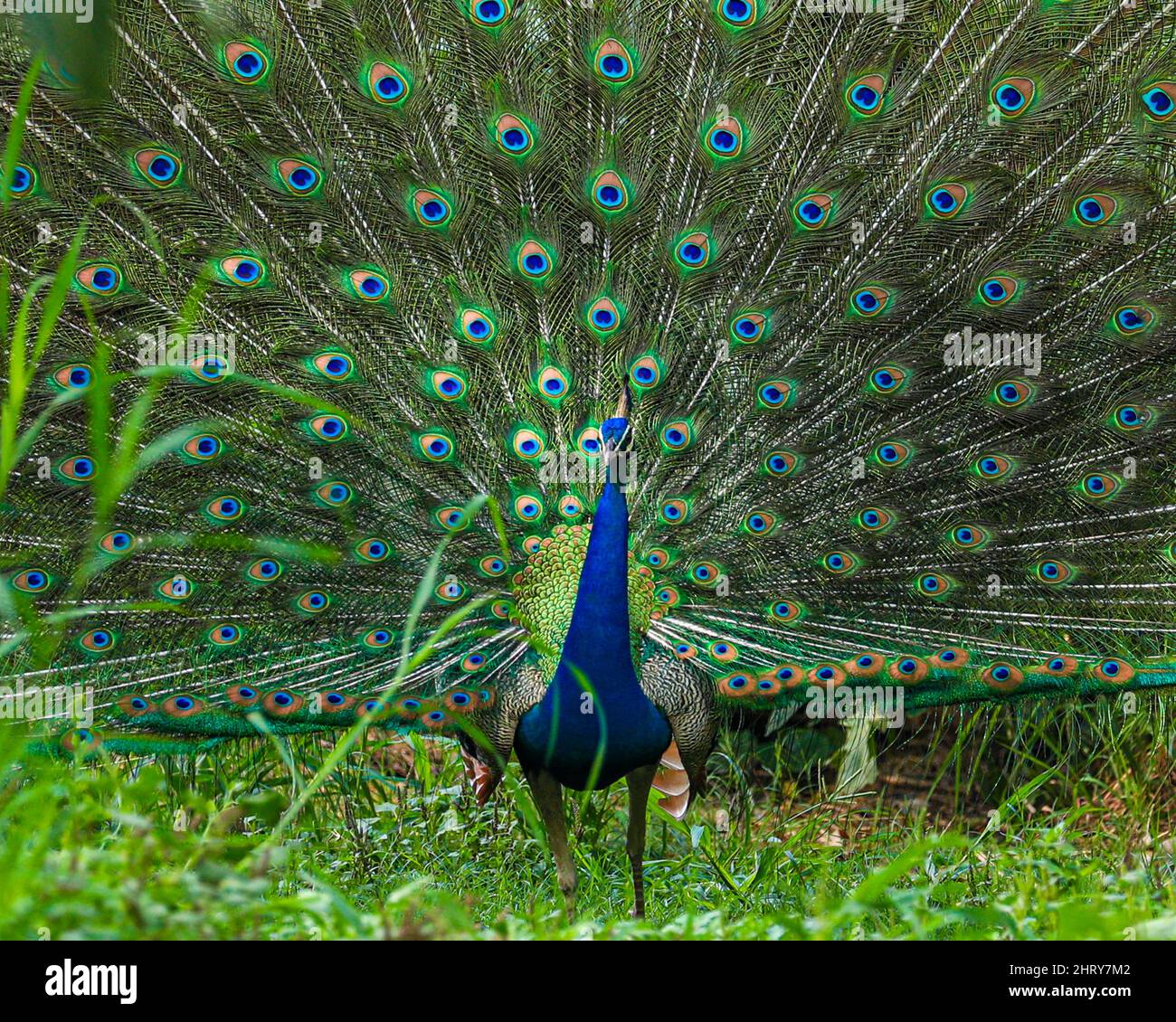Gros plan d'un paon à queue ouverte montrant son beau plumage Banque D'Images