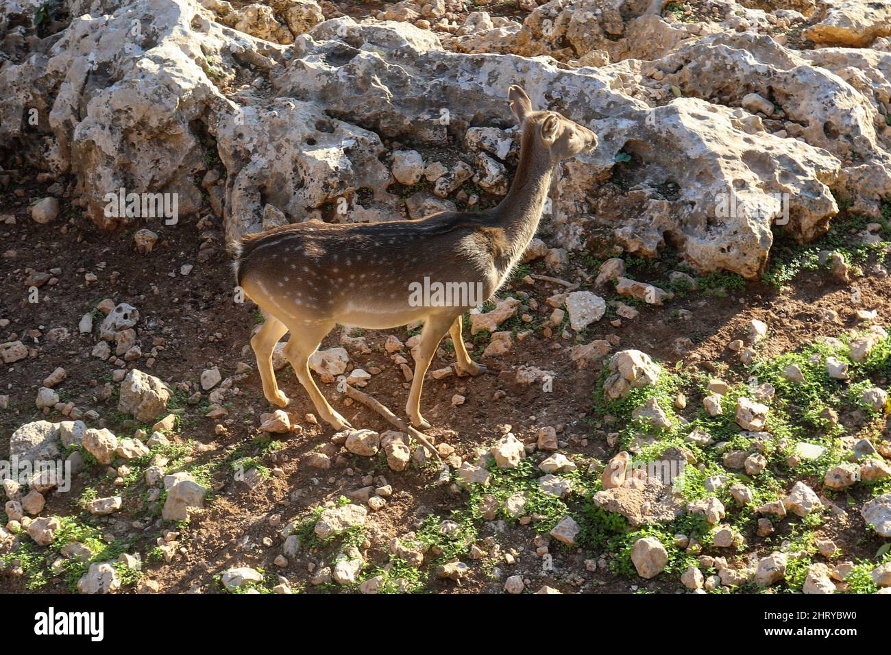 Un cerf à pois mâle avec des cornes dans les jungles du parc national du RIF à Gujarat, en Inde. Banque D'Images