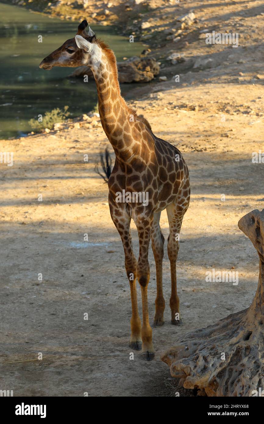 Giraffe est debout sur le sol. Haute qualité Banque D'Images