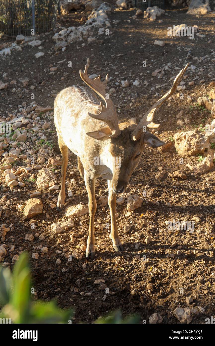 Un cerf à pois mâle avec des cornes dans les jungles du parc national du RIF à Gujarat, en Inde. Banque D'Images