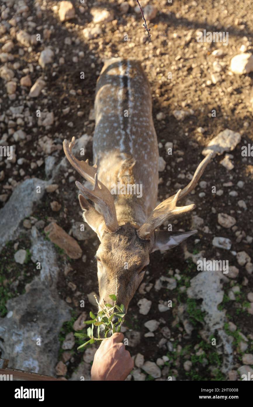 Un cerf à pois mâle avec des cornes dans les jungles du parc national du RIF à Gujarat, en Inde. Banque D'Images