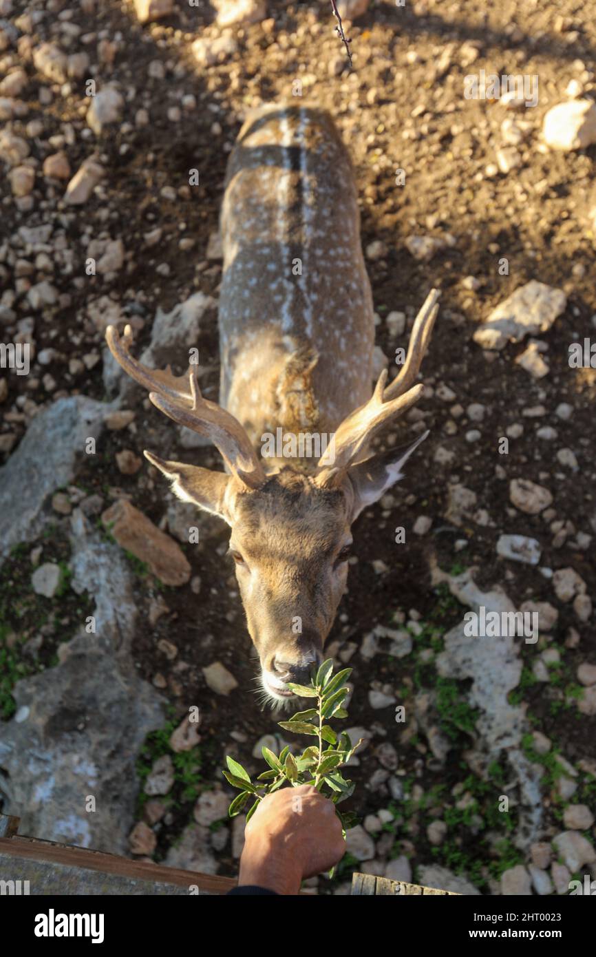 Un cerf à pois mâle avec des cornes dans les jungles du parc national du RIF à Gujarat, en Inde. Banque D'Images