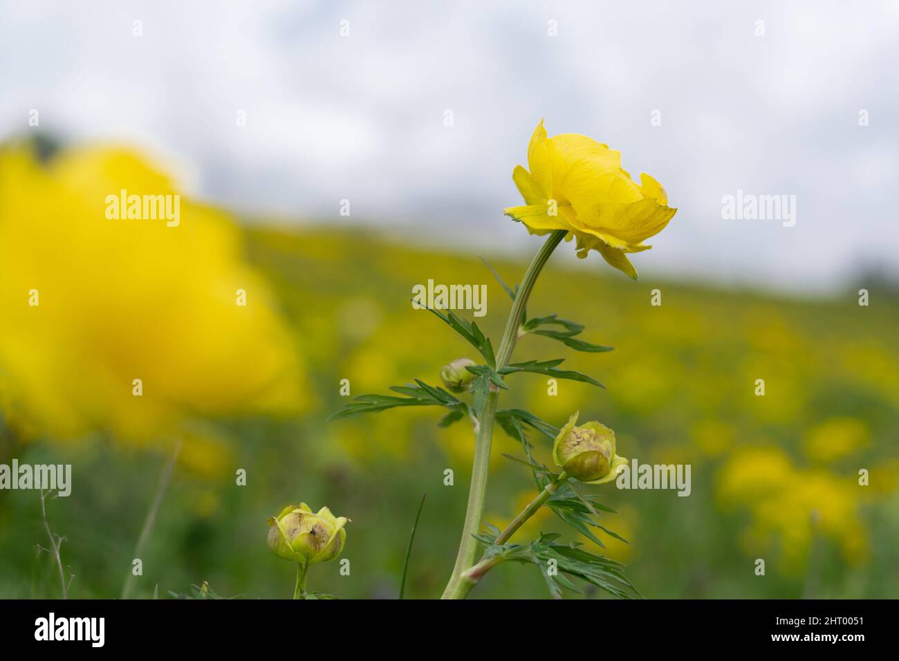 Gros plan de fleur jaune sur la prairie recouverte de fleurs Banque D'Images