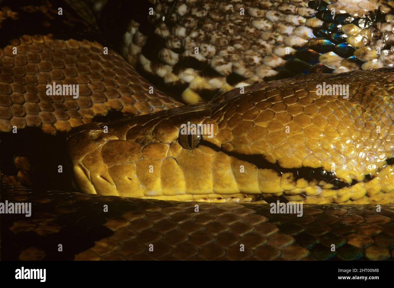 Python réticulé (Python reticulatus), portrait. Portée : Asie du sud-est Banque D'Images