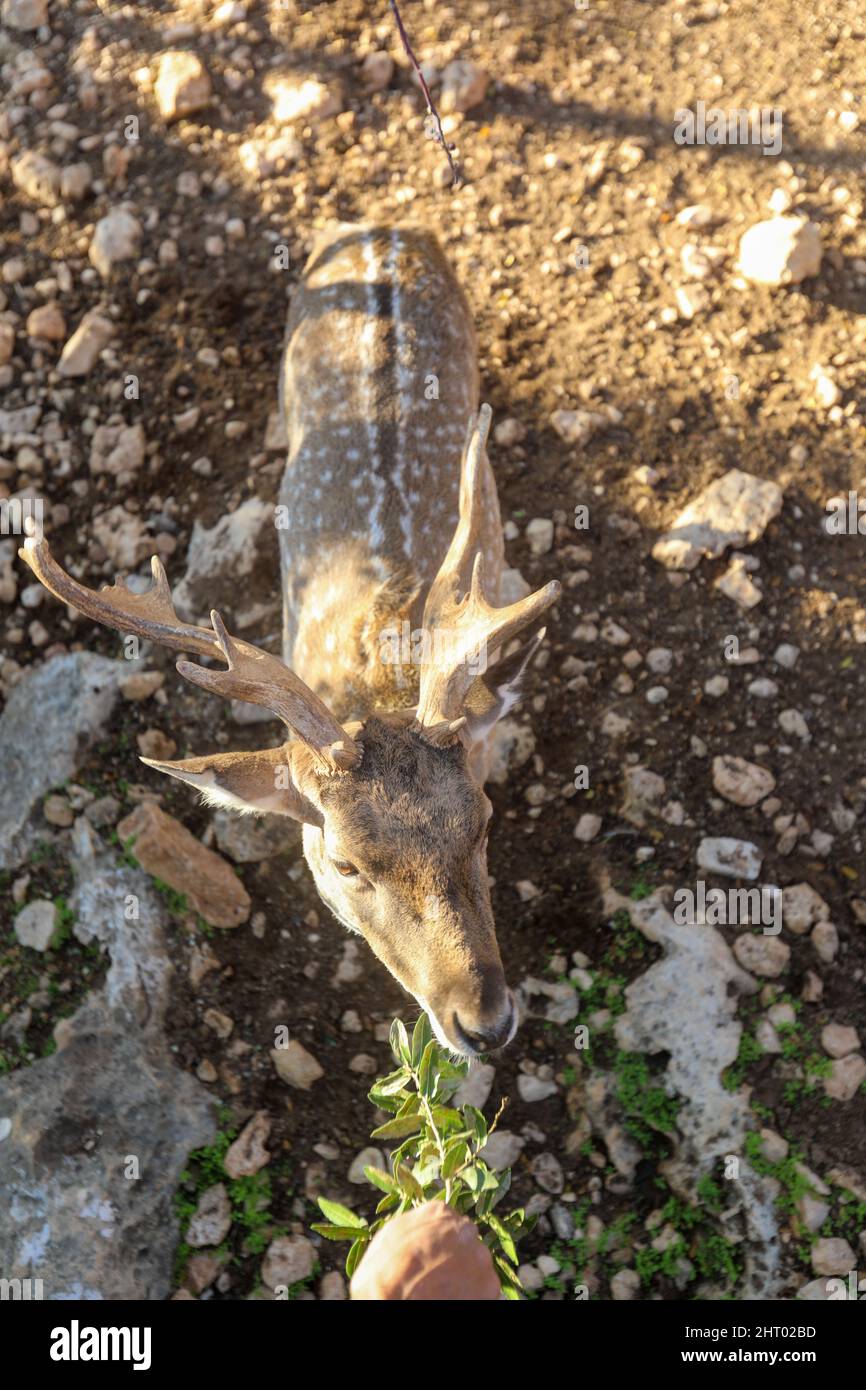 Un cerf à pois mâle avec des cornes dans les jungles du parc national du RIF à Gujarat, en Inde. Banque D'Images