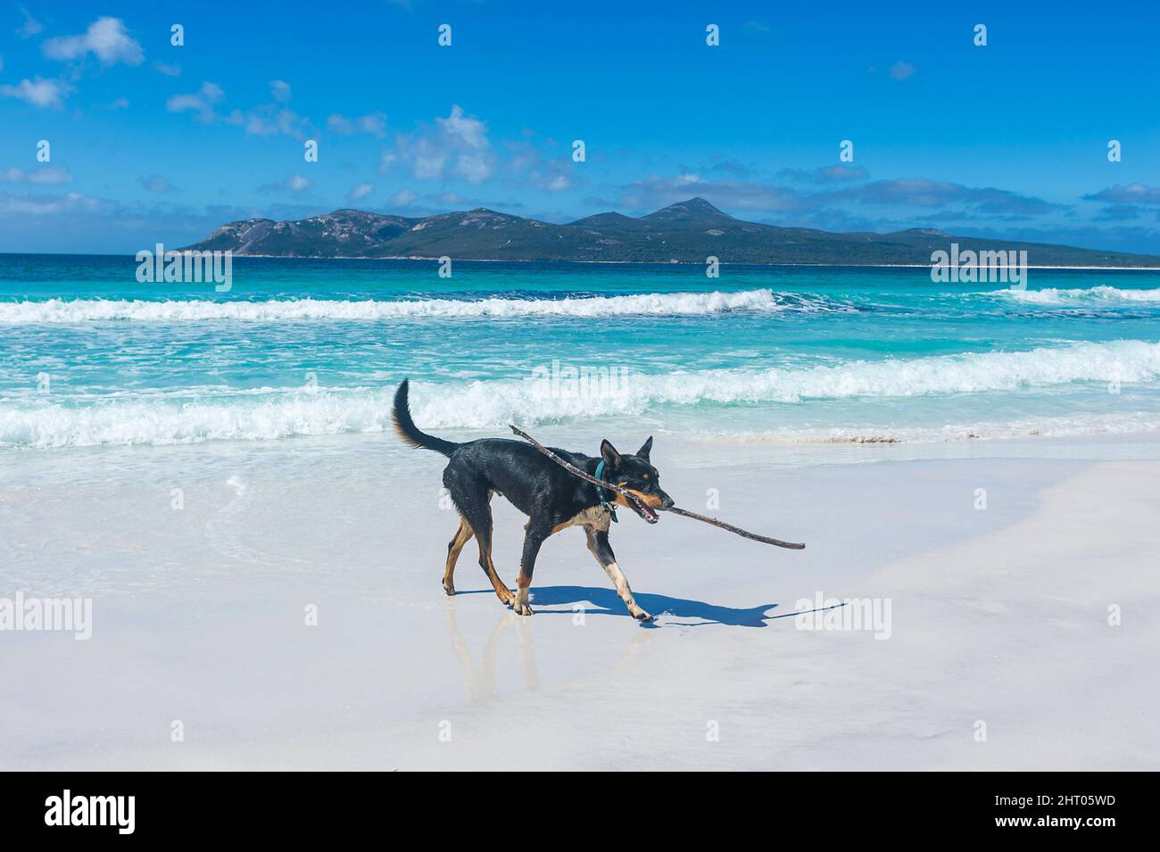 Kelpie australienne jouant avec un bâton sur la plage Banque D'Images