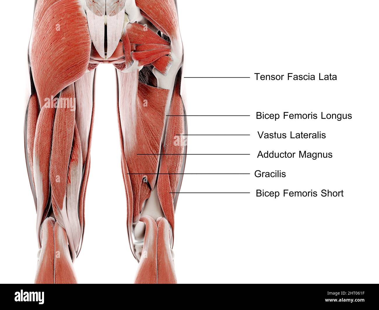 Muscles de la jambe supérieure, illustration Banque D'Images