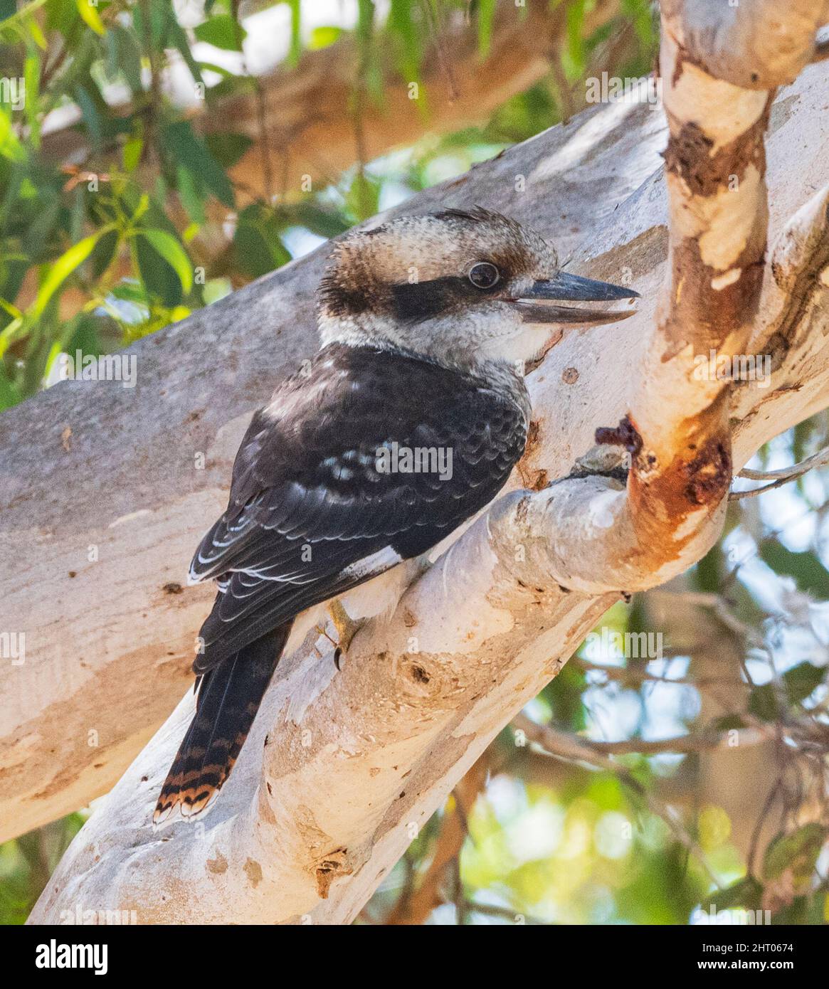 Rire Kookaburra (Dacelo novaeguineae) perché dans un arbre, Australie occidentale, Australie occidentale, Australie Banque D'Images