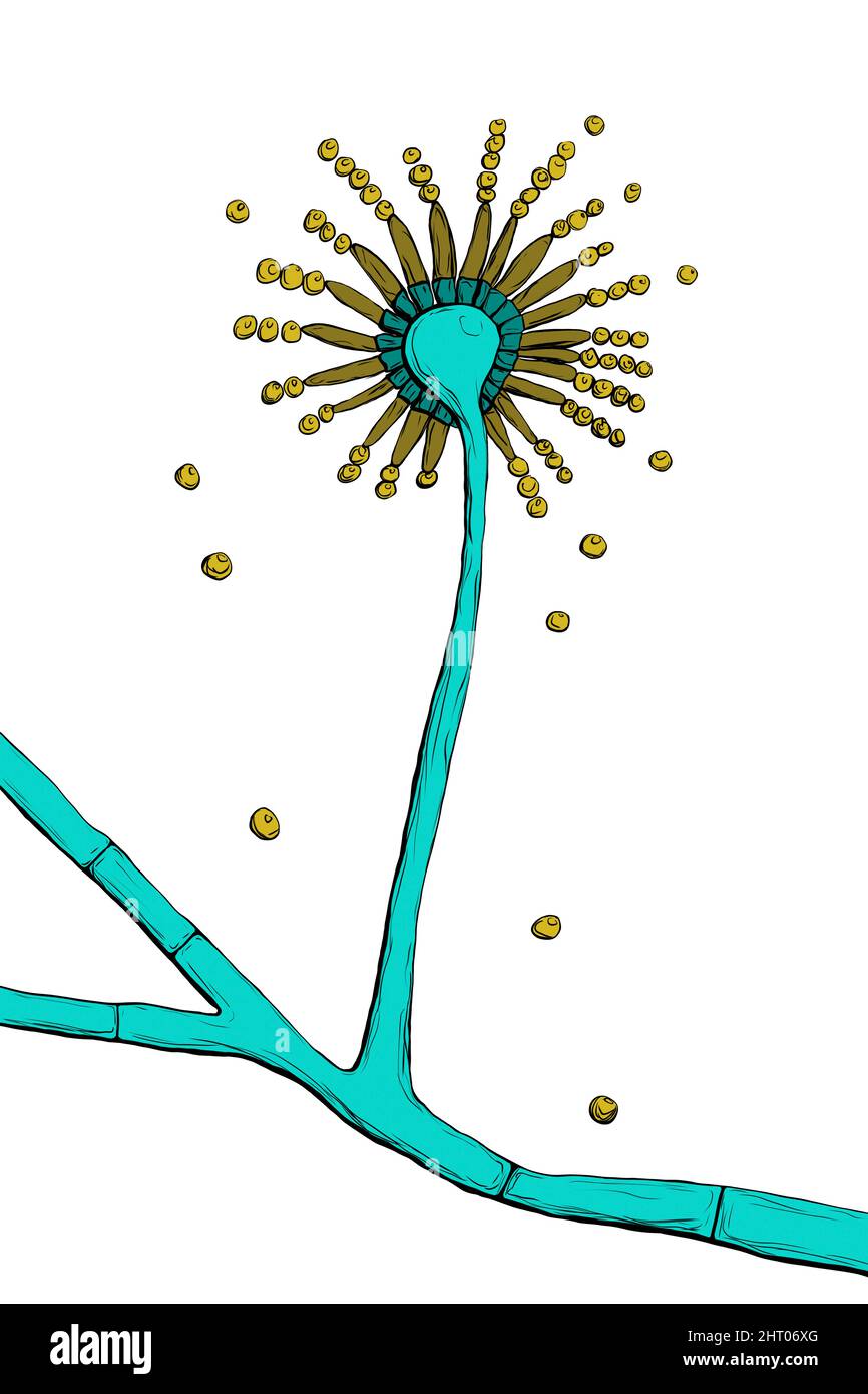 Aspergillus niger champignons, illustration Banque D'Images