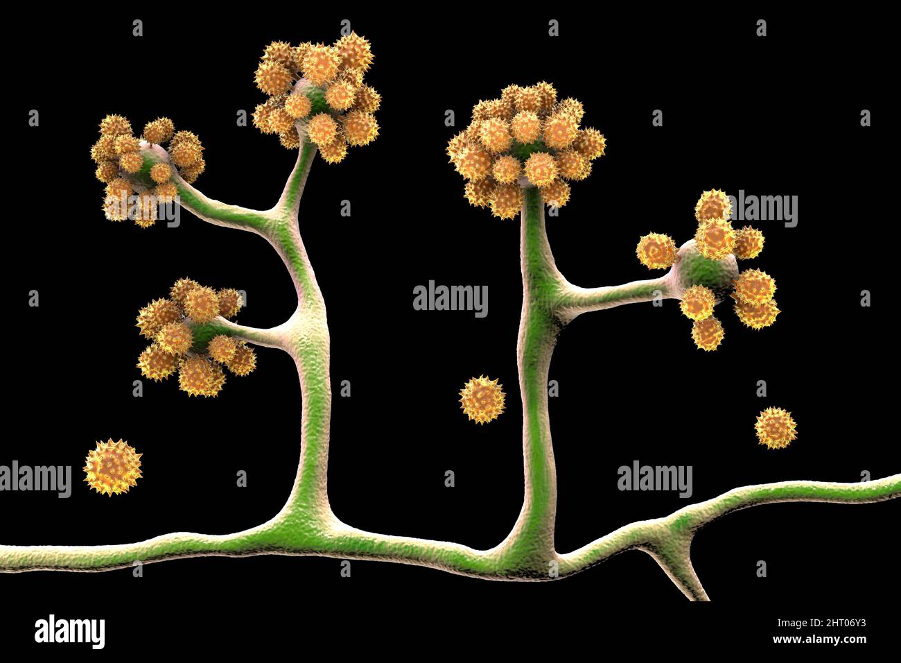 Champignons Cunninghamella, illustration Banque D'Images